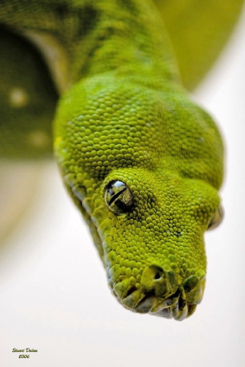 Green Tree Python ~ Morelia viridis