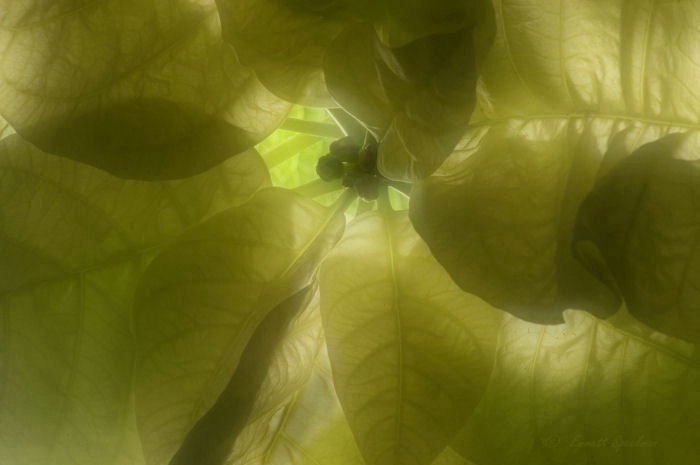 White Poinsettia