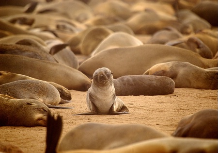 Where are you,mummy?