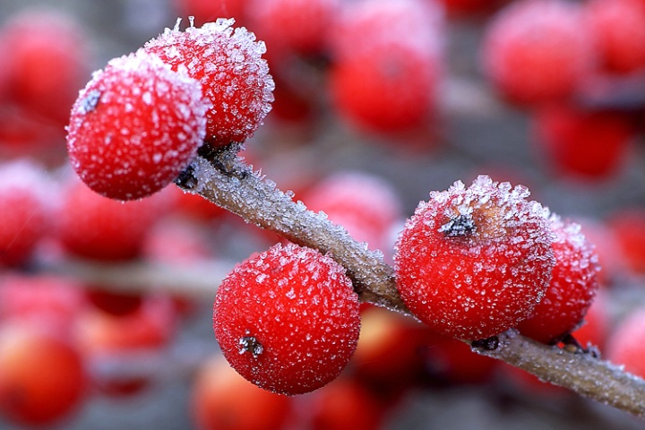 Winterberry - ID: 3162295 © Laurie Daily