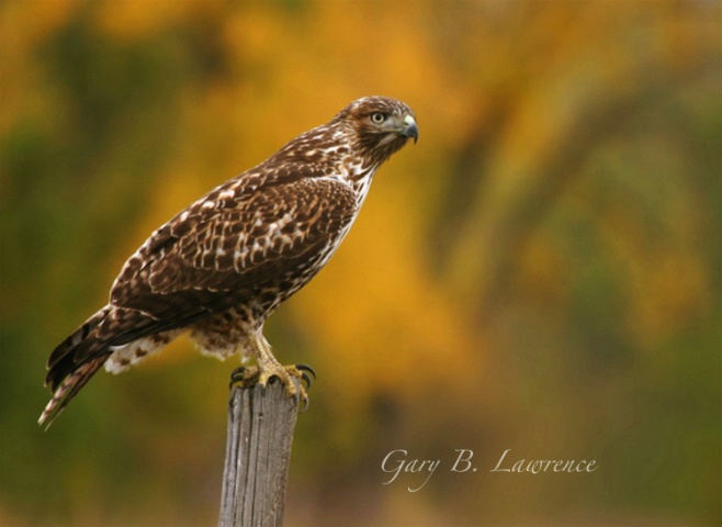 Red Tail On Fence