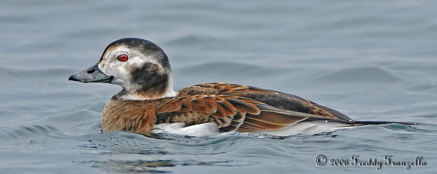Female Old Squaw ( Long Tail Duck ) - ID: 3166476 © Frederick A. Franzella