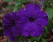 Purple FLowers on...