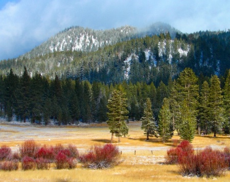 Tahoe Meadow II