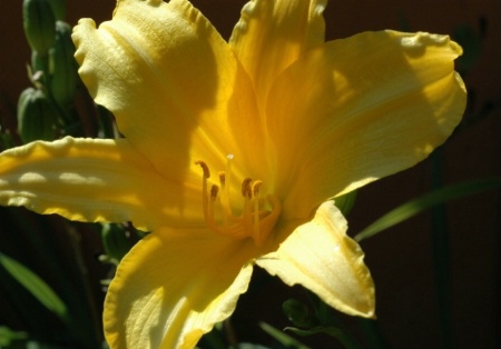 Flowers - Day Lily