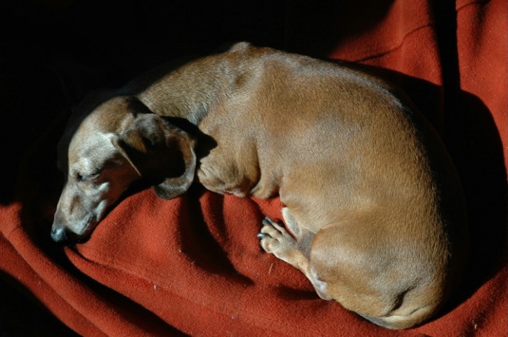 Animals - Old dog sleeping in the sun.