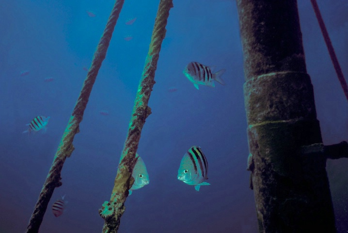 Fish Peeking In a Shipwreck