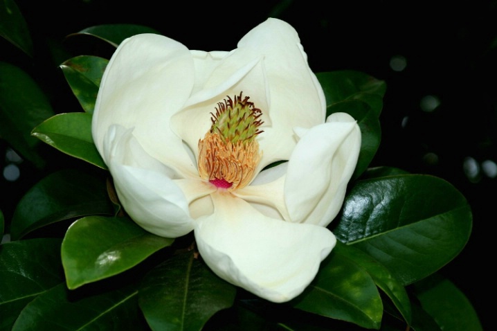 Magnolia #1 - ID: 3172520 © John DeCesare