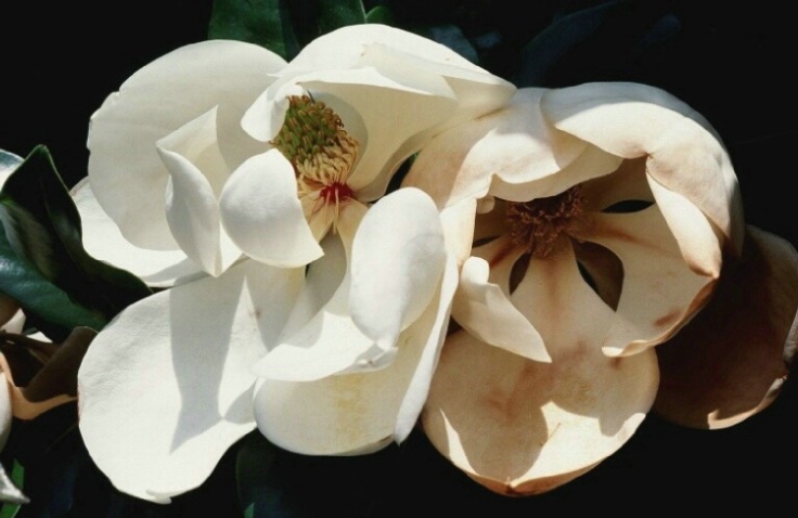 Magnolia #2 - ID: 3172628 © John DeCesare