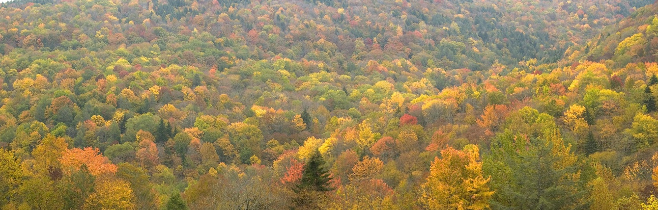 Highland Scenic Highway Pan, Monongahela NF - ID: 3173444 © george w. sharpton