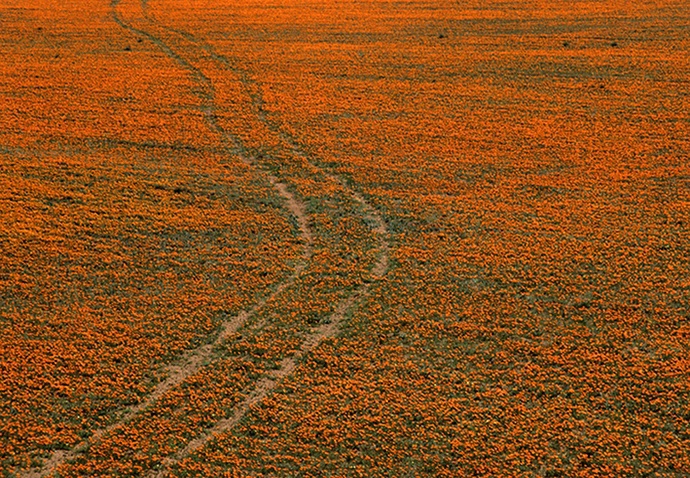Orange road
