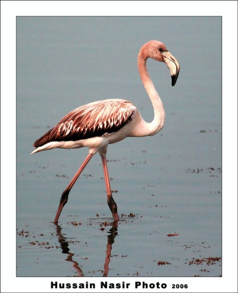 Flamingo Style