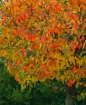 Fall Colors 02