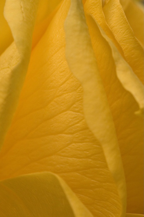 Yellow Rose Petals 02
