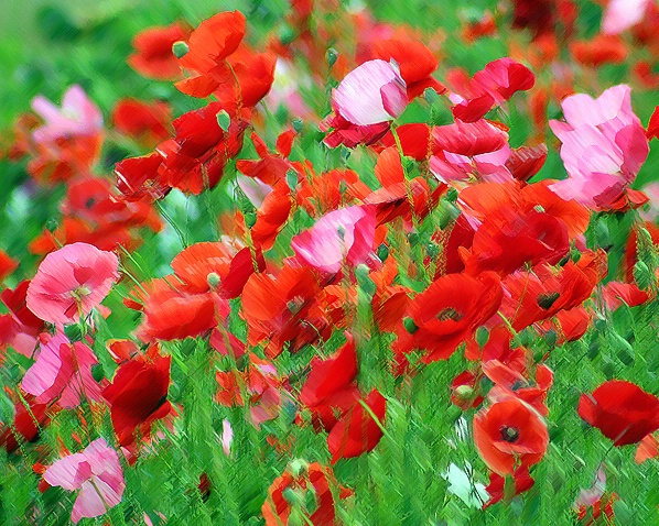 Poppy Field