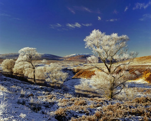 Hoar Frost