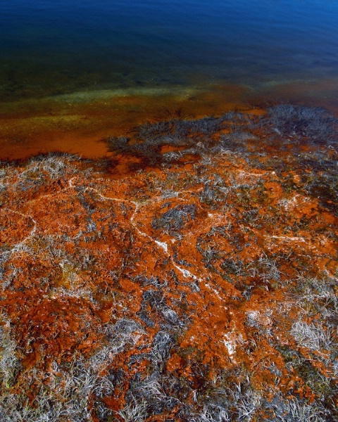 Powell Lake Shore Algae