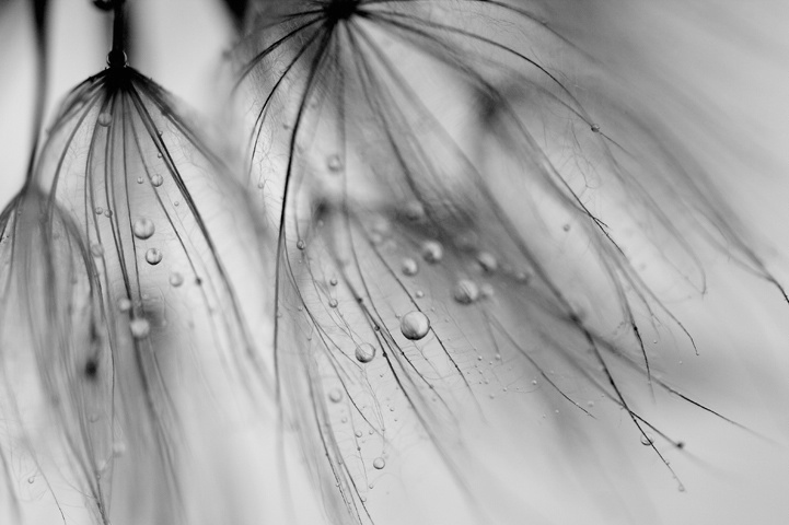 ~Fairy Droplets~