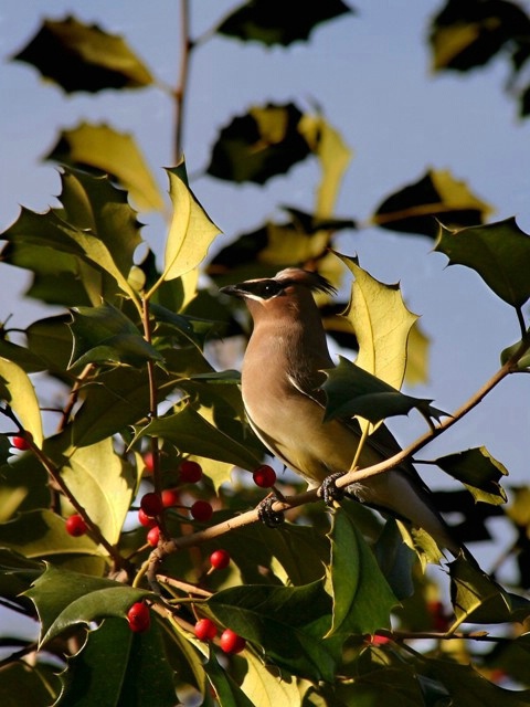 Winter Waxwing