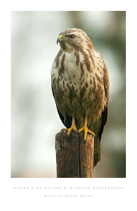 Buzzard