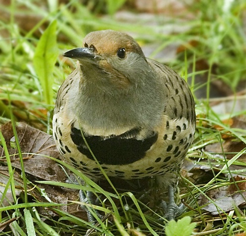 Northern Flicker Foraging - ID: 3181305 © John Tubbs