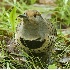 2Northern Flicker Foraging - ID: 3181305 © John Tubbs