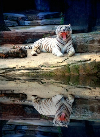 Tiger Pose