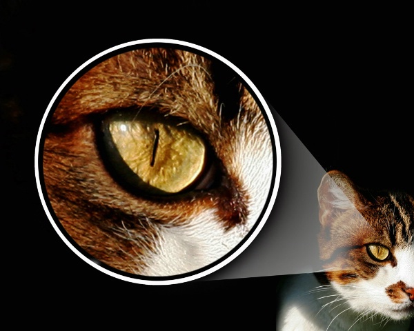 Cat's Eye - ID: 3182831 © Claudia/Theo Bodmer