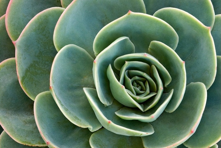 Succulent Flower