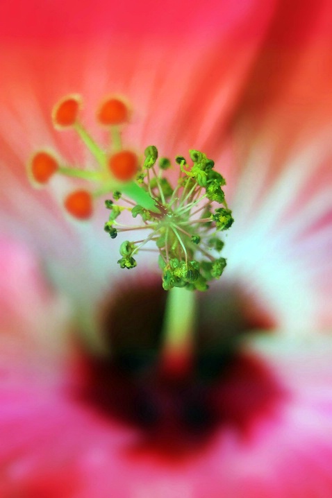 a flower's soul - ID: 3183470 © Karen E. Michaels