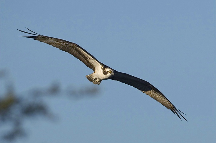 Osprey in Flight - ID: 3185015 © John Tubbs