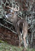 Alert 8pt Whiteta...