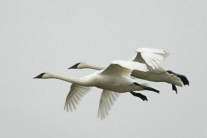 Trumpeter Swans in Flight - ID: 3187102 © John Tubbs