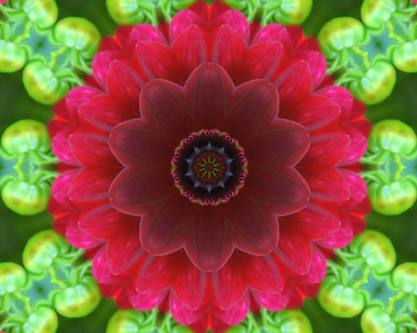dahlia star