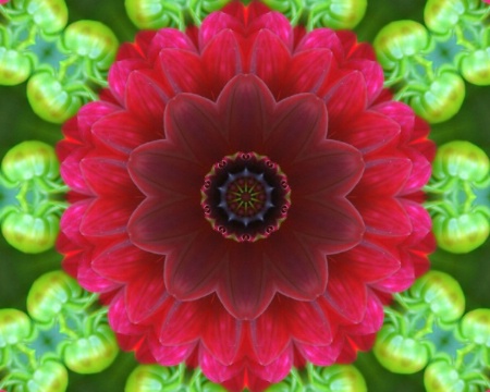 dahlia star