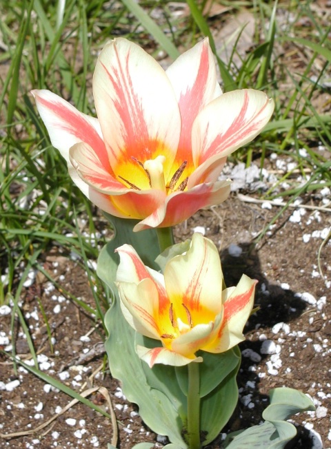 Quebec Tulips