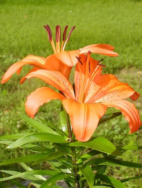 Asian LIlies