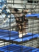 My ferret Phoebe ...