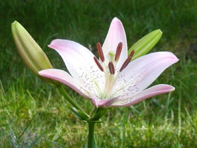 Magneto Lily