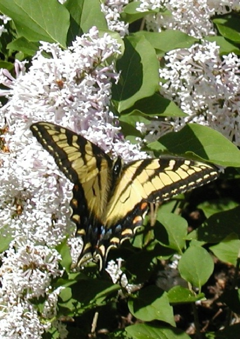 Tiger Swallowtail Butterfly on Lilacs