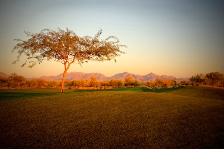 Lone Tree