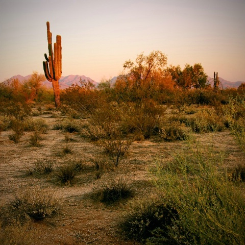 Desert Cactus