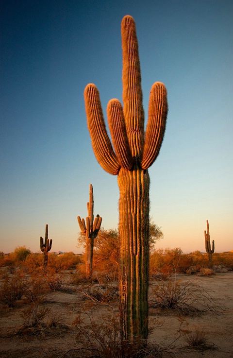 Sunrise Cactus