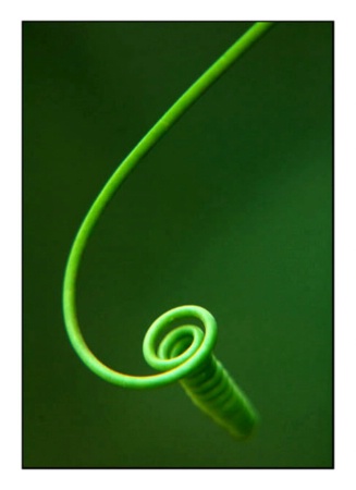 Tendril