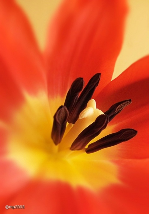 tulip