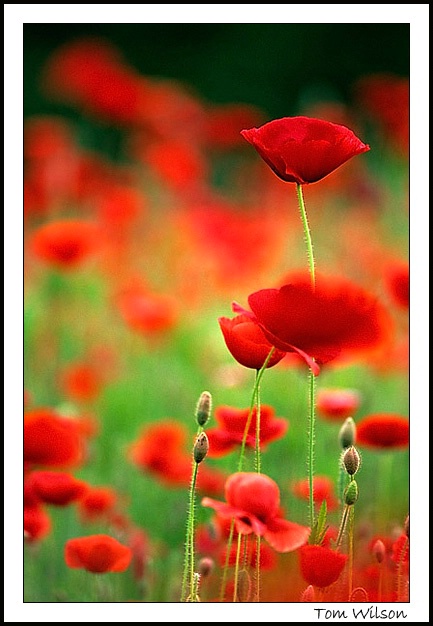 Poppies