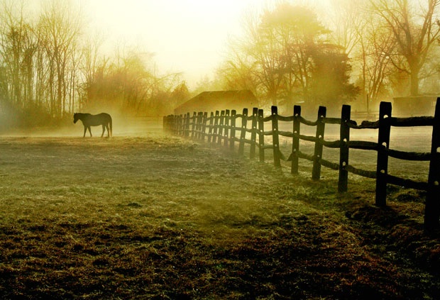 morning fog