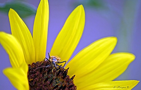 Sunflower And Unknown Beetle