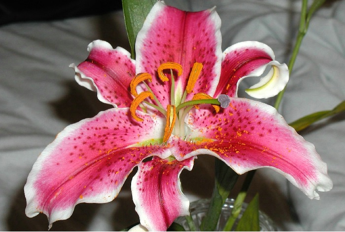 Stargazer Lily