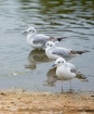 Three Gulls
